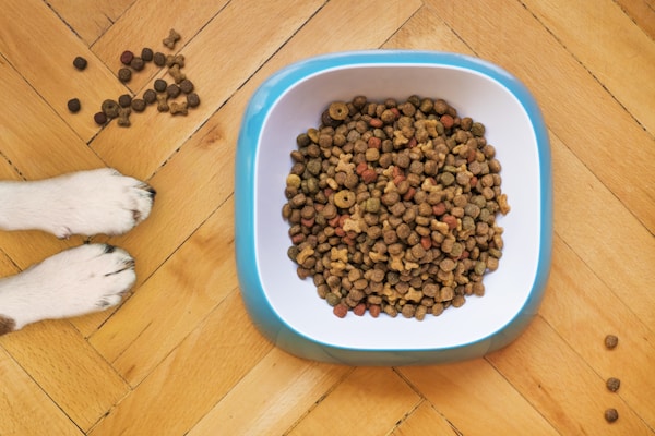 Pet Food Bowl Set for all petss - PawsHandFluff - Image 1
