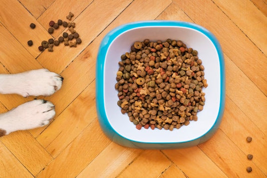 Pet Food Bowl Set for all petss - PawsHandFluff - Image 1