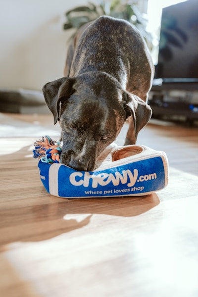 Premium Dog Chew Toy - dog - Bilde 1
