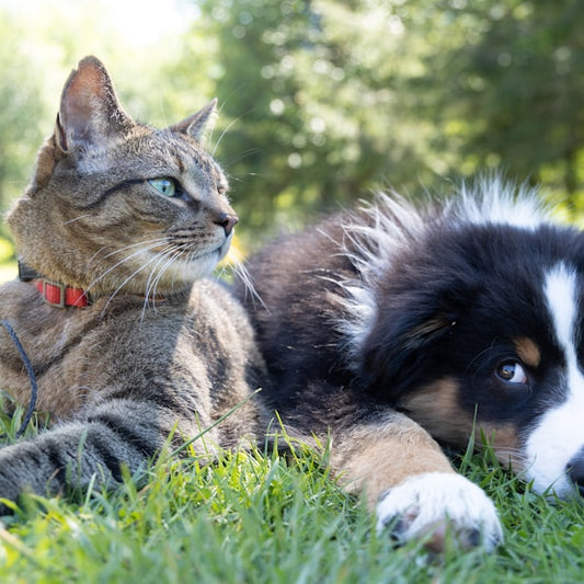 Nail Trimmer for dogs - Professional Pet Grooming Image 1